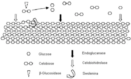 Figura 2.4 - Representação do sistema enzimático envolvido na degradação da celulose.  Fonte: Adaptado por Aron et al., 2005