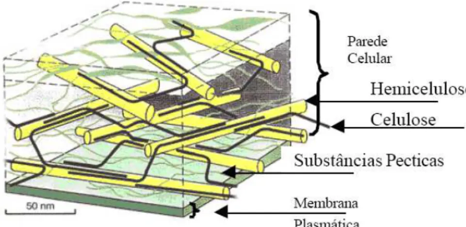 Figura 2.5 - Estrutura da parede celular de plantas. Fonte: IPPA, 2008. 