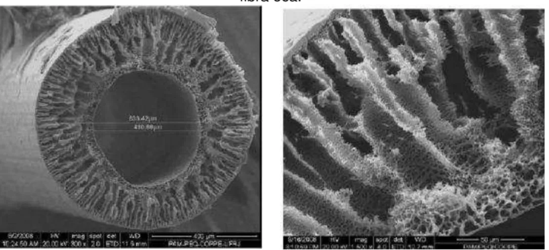 Figura 5: Fotomicrografias da morfologia das seções transversais de membrana de UF do tipo  fibra oca.
