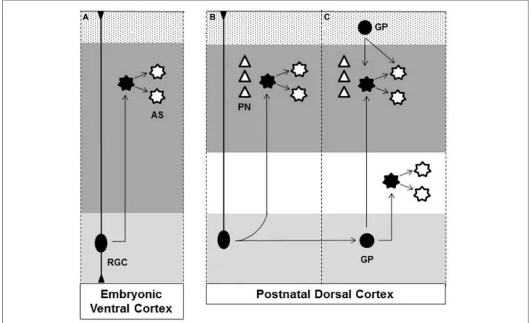 FIGURE 1 | Origins of astrocytes in the cerebral cortex. (A) At later stage of embryonic brain development radial glial cell (RGC), in the ventricular zone (light gray region), gives rise to astrocytes (AS) that disperse throughout the ventral forebrain pa