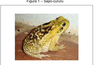 Figura 1 – Sapo-cururu