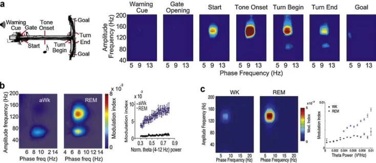 Fig. 10. Evidence for a possible cognitive role of theta-associated HFOs. (a) Comodulation maps showing increased theta-HFO coupling during the decision period of a T-maze task