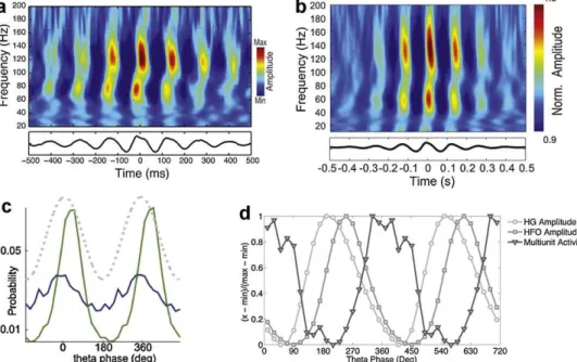 Fig. 5. HFOs and gamma oscillations peak at different theta phases. (a and b) Time-frequency distribution of the amplitude of fast oscillations time-locked to the peaks of theta oscillations in the rat hippocampus (a) and mouse parietal cortex (b)