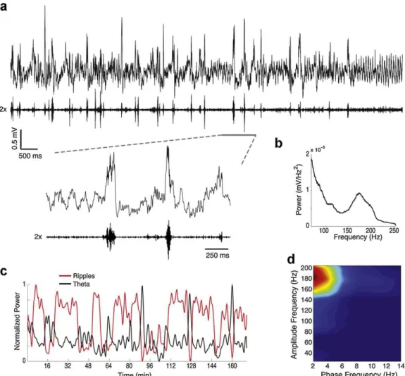 Fig. 7. Ripple oscillations differ from theta-associated HFOs in multiple aspects. (a) Unﬁltered hippocampal LFP (top) and associated ripple-ﬁltered signal (bottom)