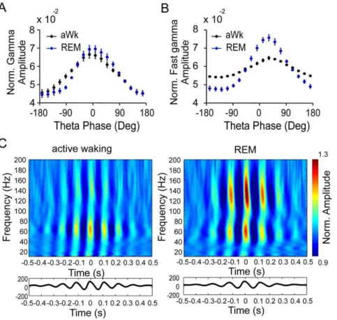Figure 5. Gamma and fast gamma oscillations are differentially phase-locked to theta. A and B: Mean amplitudes of neocortical gamma (A, 40–100 Hz) and fast gamma (B, 120–160 Hz) plotted according to the phase of theta in active waking (black dots) and REM-