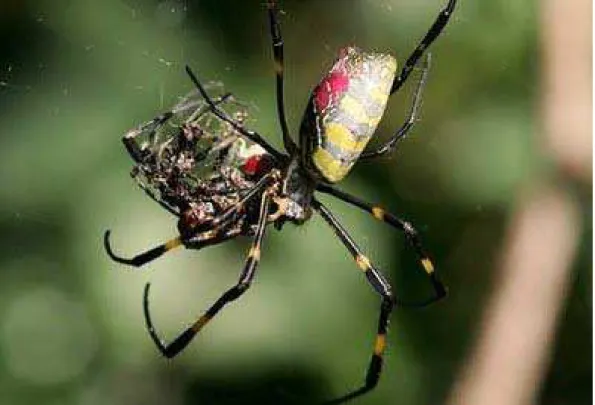 Figura 2.2: Fˆemea de aranha da esp´ecie Nephila clavata devora o macho ap´os a c´opula