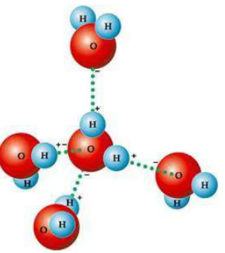 Figura 1: Representação das interações intermoleculares presentes entre as moléculas de água