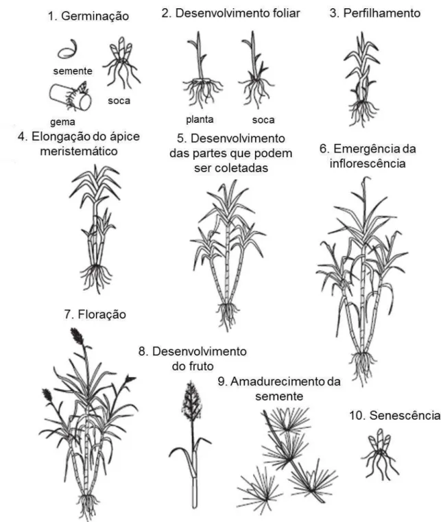 Figura 1 - Fases do desenvolvimento da cana-de-açúcar. O ciclo de desenvolvimento pode começar a  partir  três  estruturas:  semente,  secção  do  colmo  ou  soca,  que  seria  parte  do  segmento  inferior  de  outra planta, já apresentando raízes (adapta