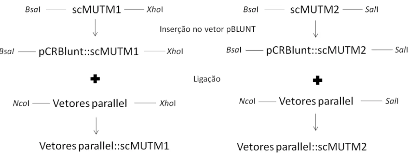 Figura 7 - Fluxograma descrevendo o procedimento de construção de vetores para super expressão  de  scMUTM1  e  scMUTM2