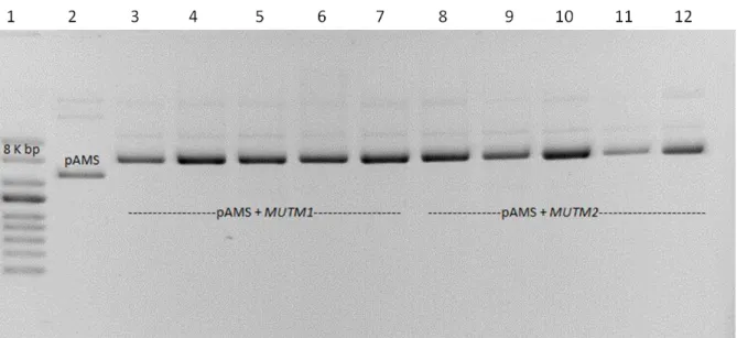 Figura 9  – Análise de clones para as construções pAMS::scMUTM1 e pAMS::scMUTM2. Eletroforese 