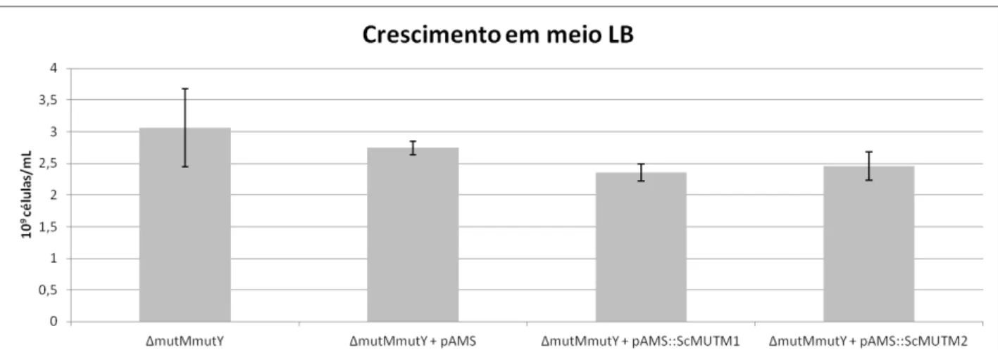 Figura  10  -  Crescimento  de  cepa  mutMmutY  transformada  com  plasmídeo  pAMS  vazio  e  com  as  construções pAMS::ScMUTM1 e pAMS::ScMUTM2