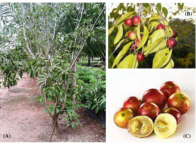 Figura 2.1: Arbusto (A) e frutos do camu-camu (B) e (C). Fonte:  http://blog.mundoverde.com.br/2012/08/frutas-exoticas-varie-no-sabor/&gt;
