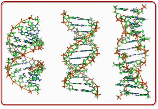 Figura 2.6: Tipos de conforma¸c˜oes do DNA. Da esquerda para a direita, DNA tipo A, B e Z.