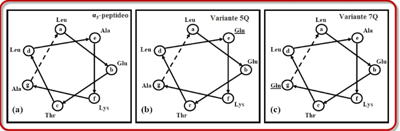 Figura 2.7: a) Representa¸c˜ao do polipet´ıdeo α 3 . A seq¨ uˆencia com 7 res´ıduos Leu-Glu-Thr-Leu-Ala-