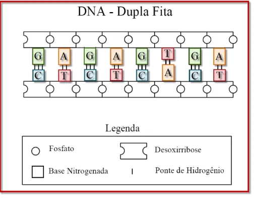 Figura 3.3: Representa¸c˜ao diagram´ atica da mol´ecula do DNA planiﬁcada (modelo de escada).