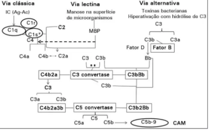Figura 2. Vias de ativação do sistema do complemento. 