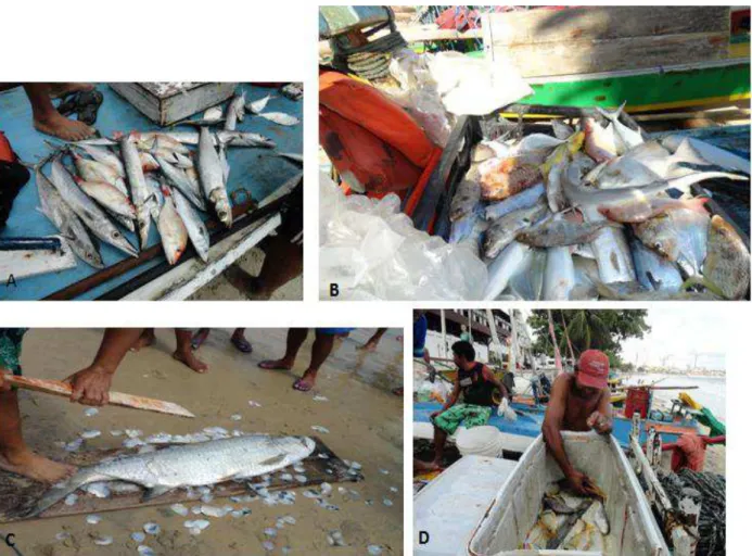 Figura 7  – Manipulação do pescado, inicialmente após desembarque na Praia de Ponta  Negra por pescadores artesanais