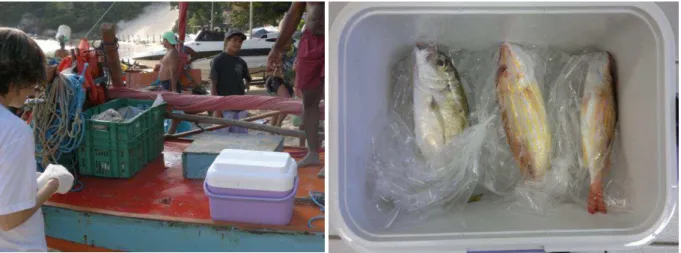Figura 9 - Acondicionamento das amostras do pescado capturado por pescadores  artesanais em Ponta Negra