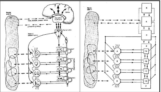 Figura 7. Origem do MSV na associação entre Cibernética e a neurofisiologia humana. 