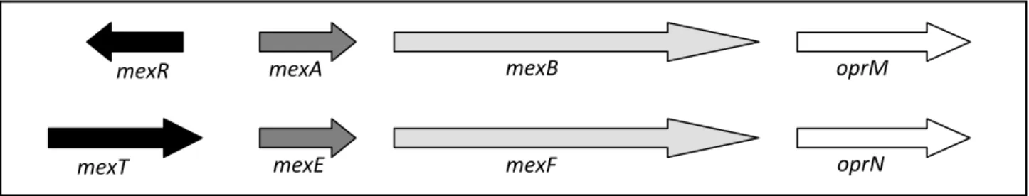 Figura 3 – Contexto genético de genes codificadores de proteínas constituintes dos sistemas de efluxo MexAB-OprM e MexEF-OprN em P