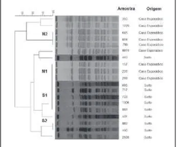 Figura 3 – Dendograma da relação clonal das amostras S. Typhi isoladas de casos 