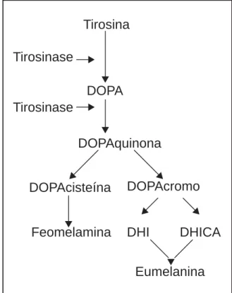 Figura 1 – Biossíntese de melanina