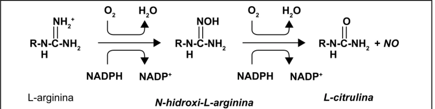 Figura 1 – Síntese de óxido nítrico (NO) pela óxido nítrico sintase (NOS)