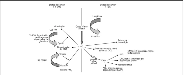 Figura 2 – Vias utilizadas pelo óxido nítrico (NO) de acordo com sua concentração