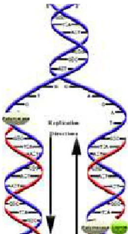 Figura 2.3: Processo de Replica¸c˜ao do DNA