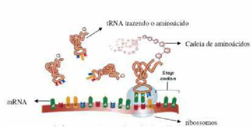 Figura 2.5: Processo de tradu¸c˜ao do DNA