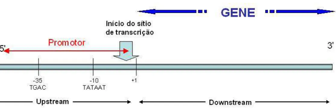 Figura 2.10: Regi˜ao promotora numa seq¨ uˆencia de DNA