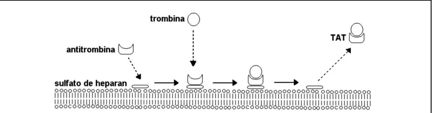 Figura 1 – Representação esquemática da inativação da trombina pela antitrombina, catalisada pelo sulfato de heparana, gerando o complexo trombina-antitrombina (TAT)