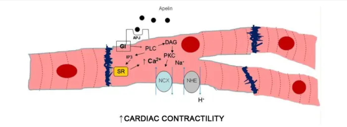 Figure 1 - Intracellular pathways responsible for positive inotropic effect of the apelin/APJ interaction