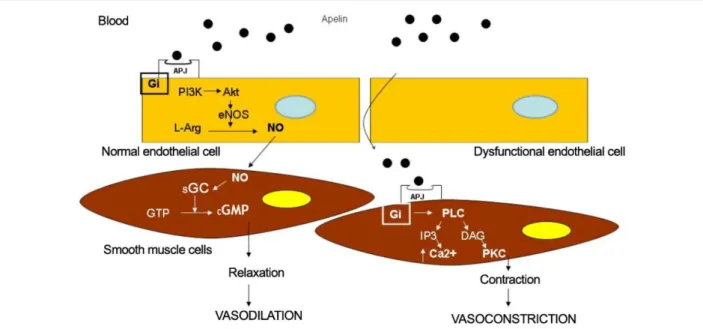 Figure 2 - Intracellular pathways responsible for the vasomotor effects in the apelin/APJ interaction in the absence and in the presence of endothelial dysfunction