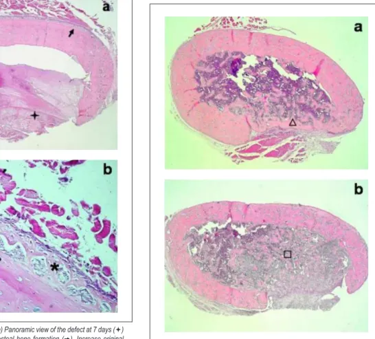 Figure 2 - Group A2 at 7 days: (a) Panoramic view of the defect at 7 days (  )  and of the extracortical subperiosteal bone formation (  )