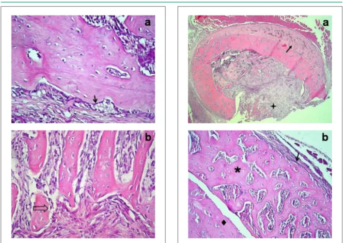 Figure  4  -  D defect at 21 days: (a) Group C: mature bone with lamellar  organization, lat osteoblasts forming the periosteo ()