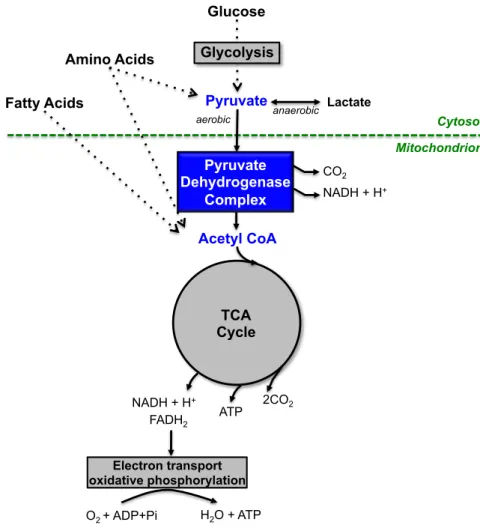 Figure  1.1.  Cellular  localization  of  pyruvate  dehydrogenase  complex  (PDC)  and  its  relationships  with energy metabolism