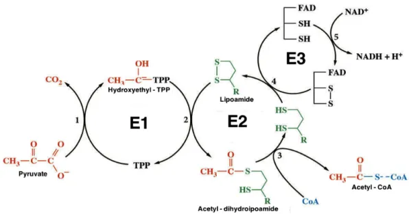 Figure 1.2. Sequential reactions catalyzed by PDC. E1, a TPP-requiring enzyme, catalyzes the first two  partial  reactions  (oxidative  decarboxylation  and  reductive  acetylation),  resulting  in  acetylation  of  the  lipoyl group covalently linked to l