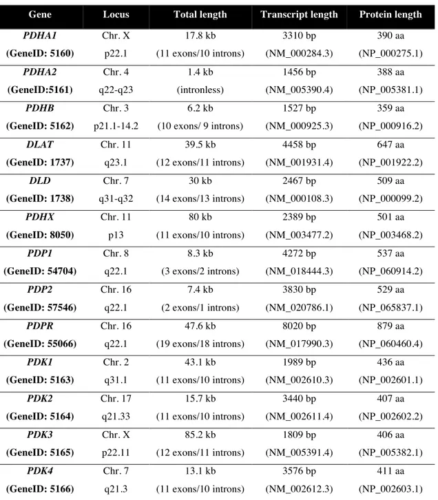 Table  1.1.    Summary  of  the  genes  encoding  PDC  components.  Characteristics  of  the  genes  and  respective transcripts and proteins (Source: http://www.ncbi.nlm.nih.gov/gene) 