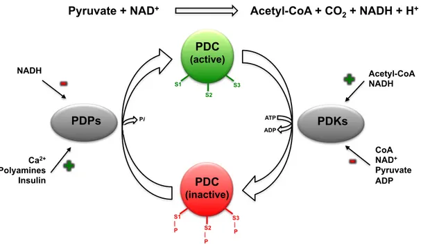 Figure  1.4.  Schematic  representation  of  PDC  global  regulation.  Regulation  of  PDC  activity  by  interconversion  between  active  (unphosphorylated)  and  inactive  (phosphorylated)  forms  catalyzed  by  PDPs and PDKs