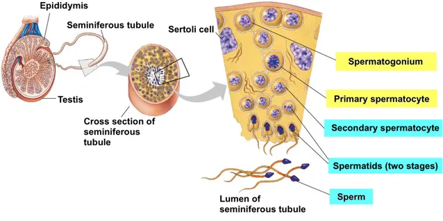 Figure  1.6.  Schematic  representation  of  human  spermatogenesis.  Spermatogenesis  is  the  process  of  male germ cell differentiation from spermatogonia to fully functional spermatozoa, which occurs in testis  seminiferous  tubules  (adapted  from  h