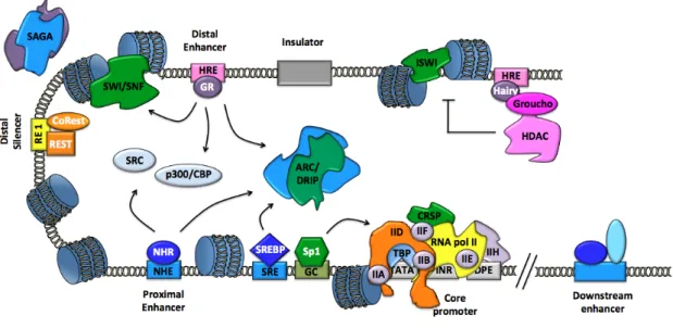 Figure 1.8. Elements of eukaryotic gene transcriptional regulation. Schematic illustration of the basic  elements involved in transcriptional regulation: components of the core initiation machinery (TFIIA, IIB,  IID,  IIE,  IIF,  IIH)  required  by  RNA  p