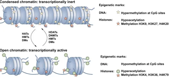 Figure  1.9.  Epigenetic  marks  in  chromatin  remodelling.  Specific  epigenetic  modifications  are  characteristic  of  different  chromatin  structures
