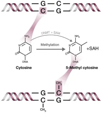 Figure 1.10. Methylation modification of DNA at the 5-carbon position of cytosine by DNMTs where  adenosylmethionine  (SAM)  donates  one  methyl  group  (-CH3)  and  is  converted  to   S-adenosylhomocysteine  (SAH)  (adapted  from  http://www.caymanchem.