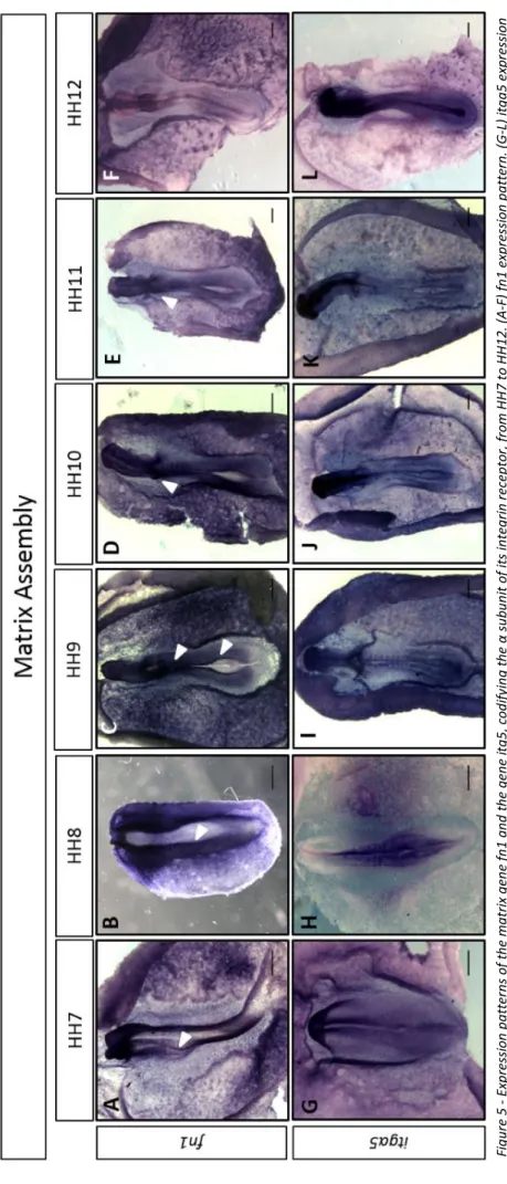 Figure 5 - Expression patterns of the matrix gene fn1 and the gene itg5, codifying the α subunit of its integrin receptor, from HH7 to HH12