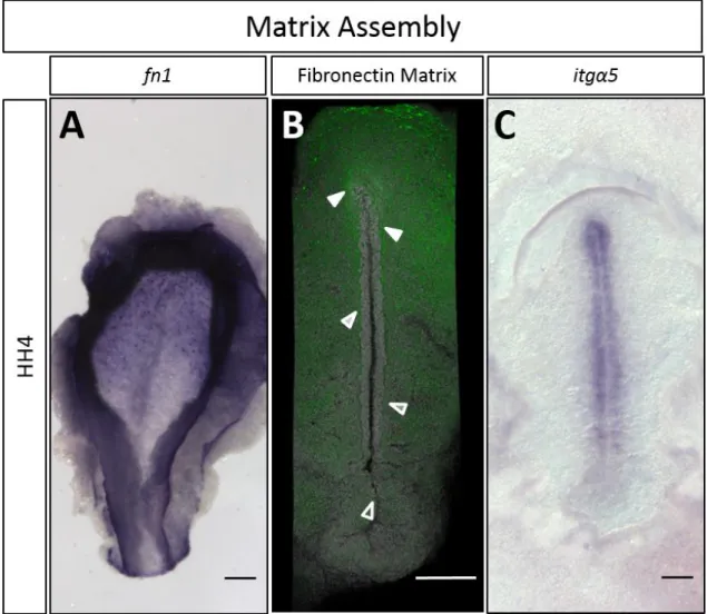 Figure 6- Comparison of fn1 and itga5 gene expression with assembly of FN matrix at stage HH4