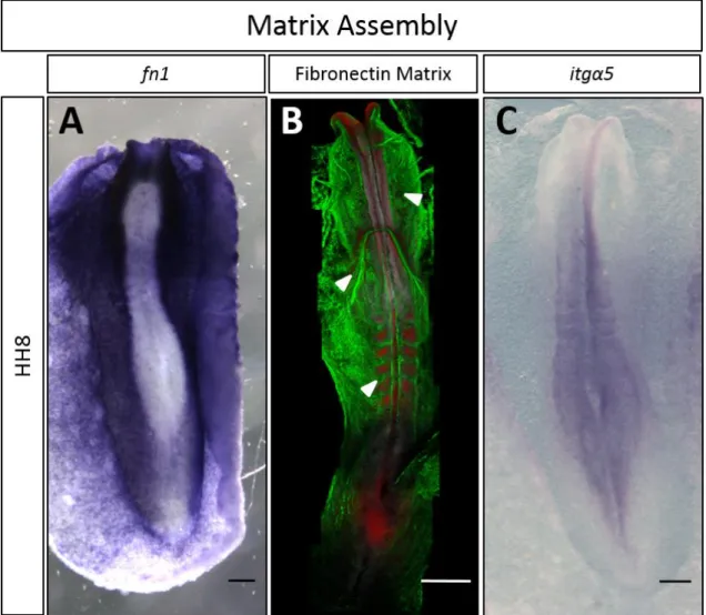 Figure 7 – Comparison of fn1 and itga5 gene expression with assembly of FN matrix at stage HH8 (A) fn1 expression  pattern