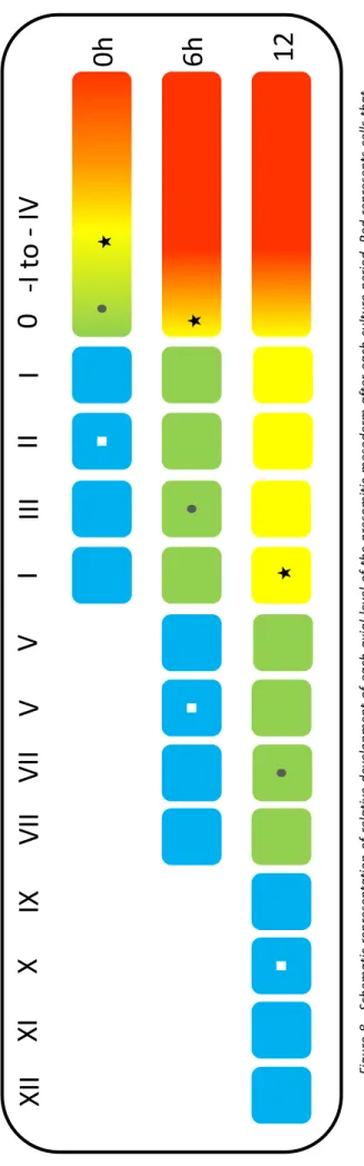 Figure 8 - Schematic representation of relative development of each axial level of the presomitic mesoderm after each culture period