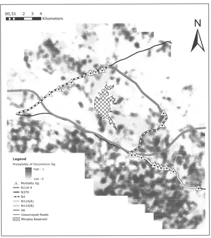 Figure 2. Estimated Probabili§  of  ocurrence  for  Genetta  genetta  for  the entire  study  area, with the  moÊality  spots  as well  as  the  main  roads