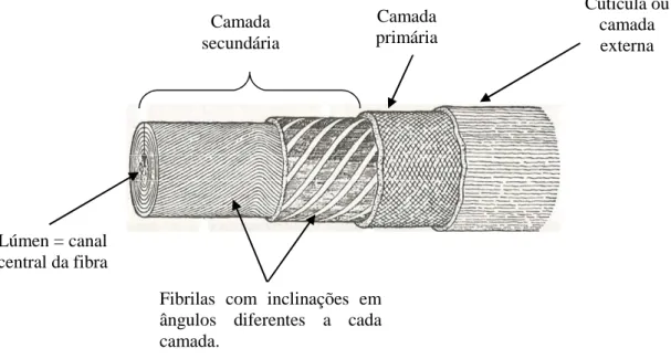 Figura 3 – Esquema gráfico da parede celular de uma fibra de algodão. Adaptação (Cook, 2001)